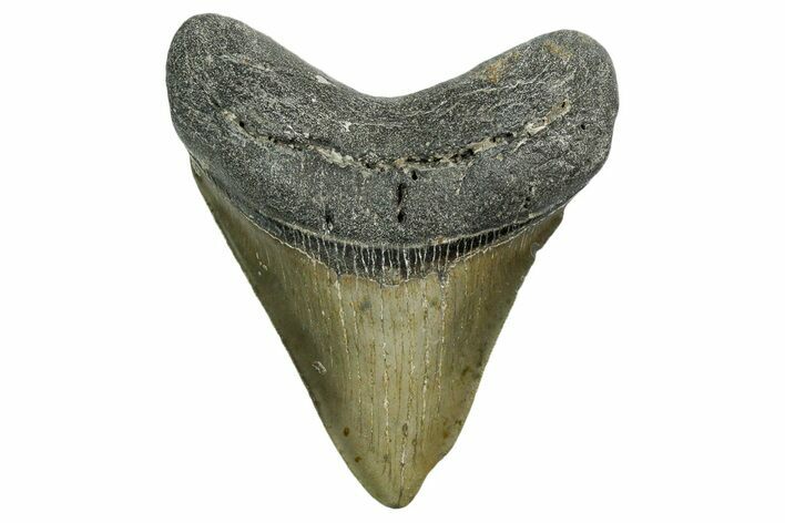 Serrated, Fossil Megalodon Tooth - North Carolina #351753